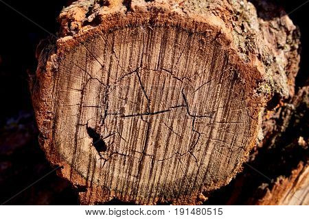 Medium size cut oak log showing its texture