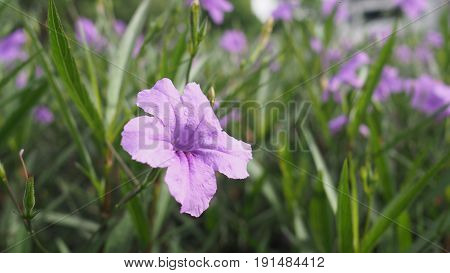 Closeup of violet purple flower in nautre background.