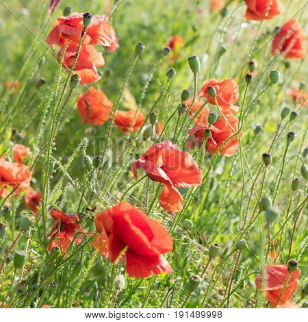 Red Poppies