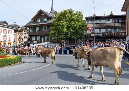 Farmers With A Herd Of Cows On The Annual Transhumance