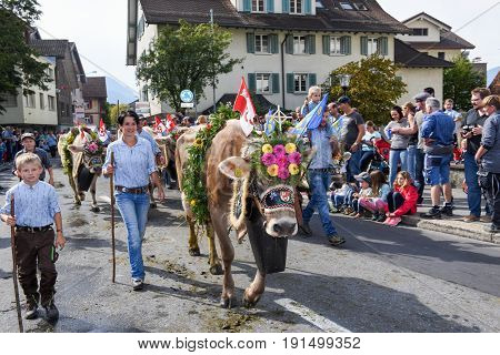 Farmers With A Herd Of Cows On The Annual Transhumance