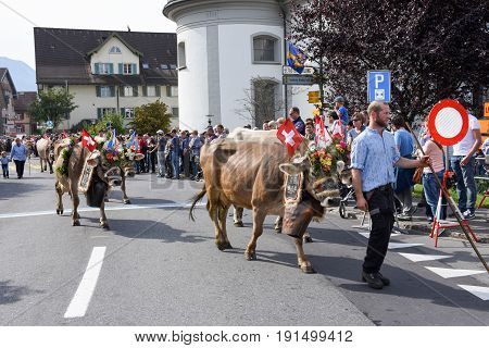Farmers With A Herd Of Cows On The Annual Transhumance