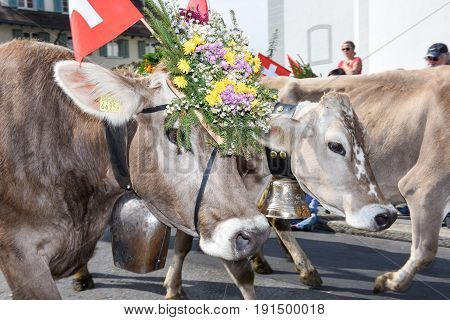 Cow Decorated With Flowers And Flags