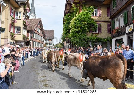 Farmers With A Herd Of Cows On The Annual Transhumance