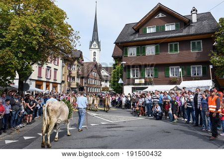 Farmers With A Herd Of Cows On The Annual Transhumance