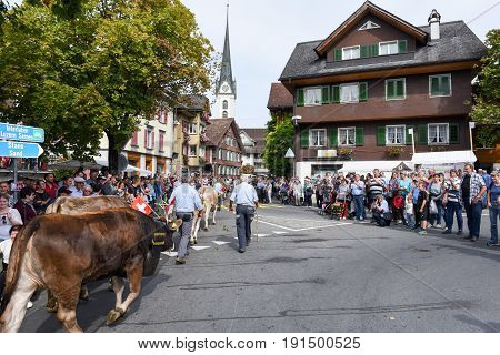 Farmers With A Herd Of Cows On The Annual Transhumance