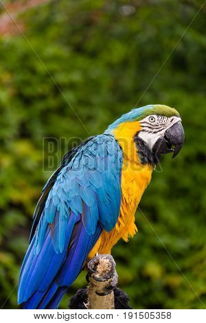 Photo of a blue and yellow parrot posing on a trunk