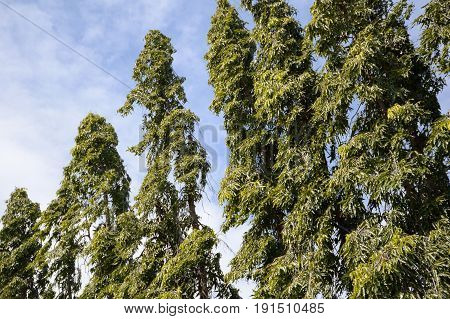 green polyalthia longifolia plants in nature garden