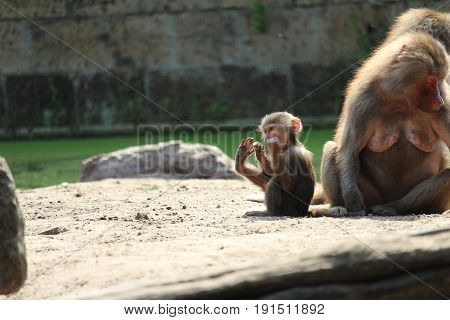 Little monkey and his foot - klein aapje en zijn voet