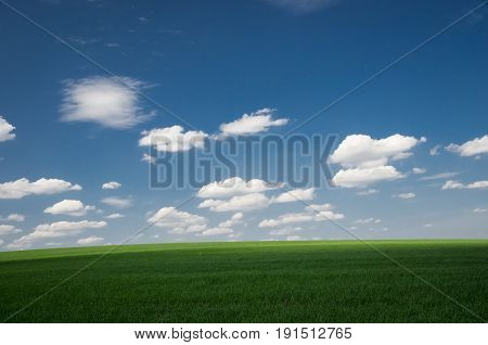 Green field wheat with blue cloudy sky background