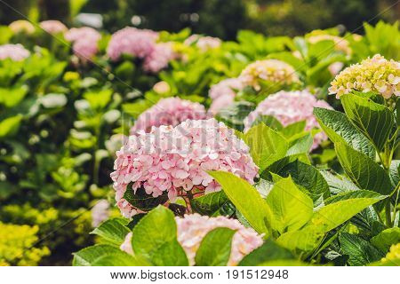 Branch Of Light Pink Hydrangea Blooming In The Garden