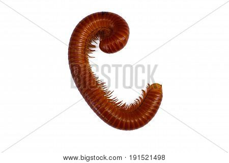 Close up of Giant Millipede on the white background