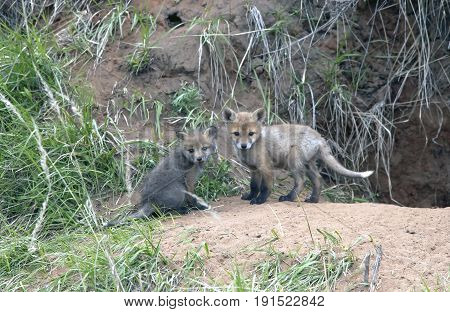 Fluffy Little Fox Were Playing In The Meadow
