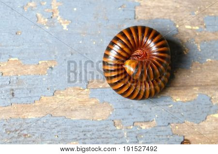 The millipede rolled into a circle on old wood sheet