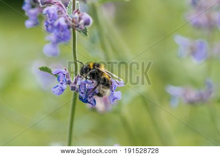 A White Tailed Bumble Bee On A Catmint Flower