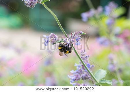 A White Tailed Bumble Bee On A Catmint Flower