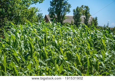 Small Corn Field Agriculture. Green Nature. Rural Farm Land In Summer