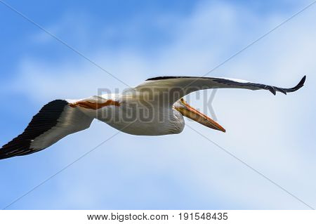 American White Pelican soaring in a blue sky with white clouds.