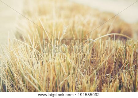 Background of dry mowed grass. hay blurred background