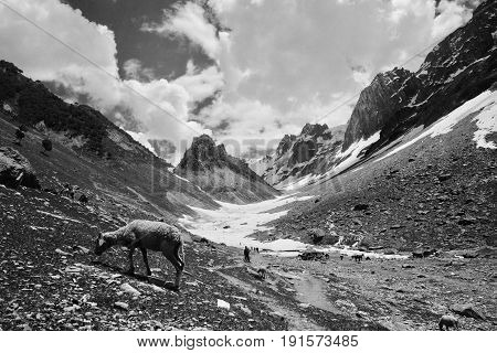 views of the sonmarg glacier in kashmir