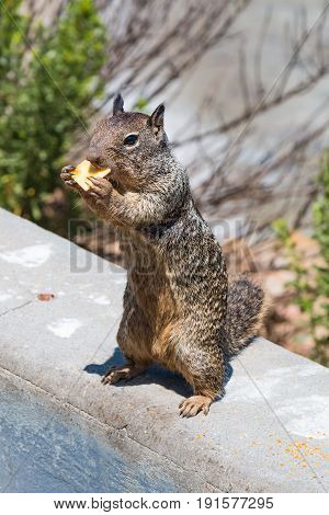 California ground squirrel standing on a wall and eating food held between its paws.
