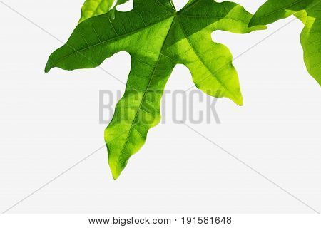 The Green leaves isolated on white background