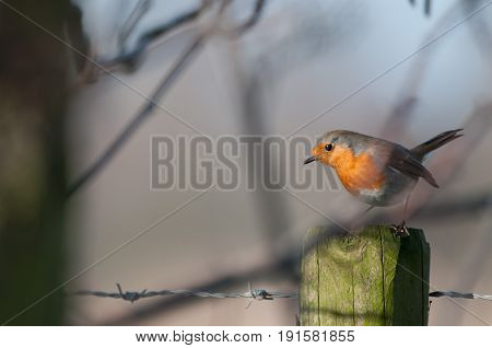 A European Robin, Erithacus rubecula, sitting on a fence in the Flemish Nature Reseve Bourgoyen Ossemeersen, near the city of Ghent, Belgium.