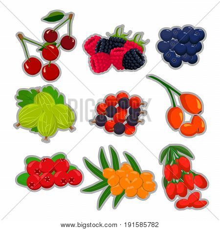 Vector illustration logo isolated berry strawberry cherry raspberry currant gooseberry wild rose blueberry cranberry.