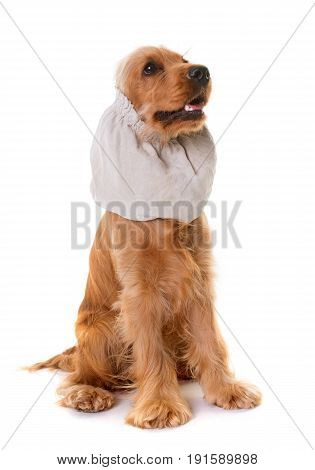 cocker spaniel and snood in front of white background