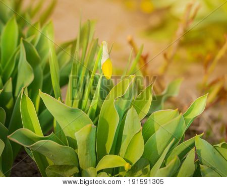 Spring blooming yellow daffodils or narcissuses. Natural floral background. Yellow and white Daffodils, Daffadowndilly, Narcissus field.