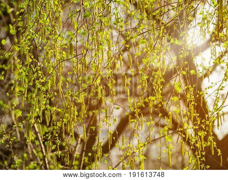 Birch branches with catkins. Spring blossom tree birch with young green leaves on twigs. Beginning of new life. A lot of birch catkins and small leaves. Sunny spring background under the bright sun.