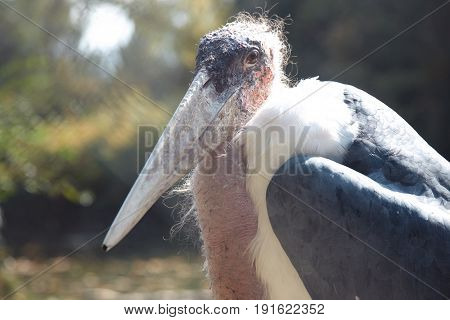 Marabou bird in wild nature. Africa. Horizontal photo