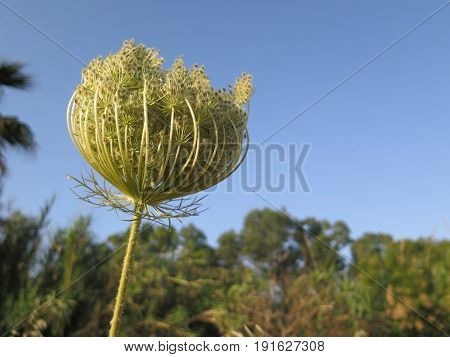 Hogweed Or Hemlock Plant