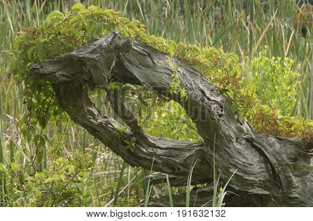 A tree felled by a storm is being covered by a climbing vine