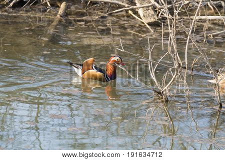 Mandarin Duck Close Up From Sile River, Italy