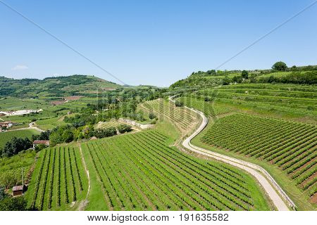 Vineyards From Soave.italian Wine.
