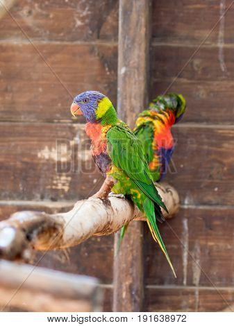 Parrot Lori - Loriinae - sits on a branch in an aviary for parrots at the Gan Guru Zoo in Kibbutz Nir David in Israel