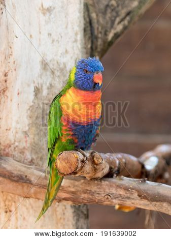 Parrot Lori - Loriinae - sits on a branch in an aviary for parrots at the Gan Guru Zoo in Kibbutz Nir David in Israel
