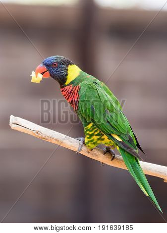 Parrot Lori - Loriinae - sits on a branch in an aviary for parrots at the Gan Guru Zoo in Kibbutz Nir David in Israel