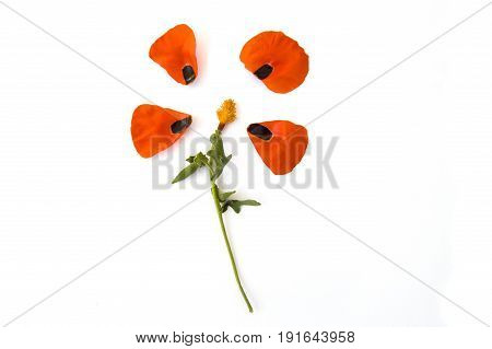 On the white ground are poppy flowers, poppy leafs, the best poppy flowers for projects and designs,
