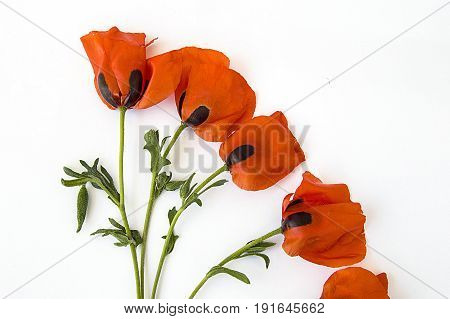 On the white ground are poppy flowers, poppy leafs, the best poppy flowers for projects and designs,