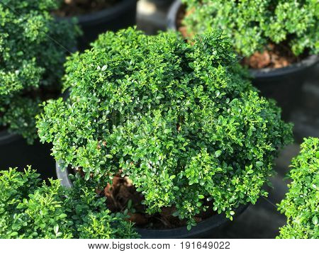 Murraya paniculata plant in black pot under sun light