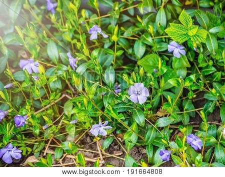 Periwinkle plant with green leaves and blue flowers Five-petalled. Blue periwinkle flower. Wild Vinca (Periwinkle) flower head and forest vegetation.