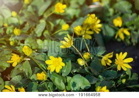 Caltha palustris, or Kingcup or Marsh Marigold in late afternoon sunlight. Flower bed in spring.