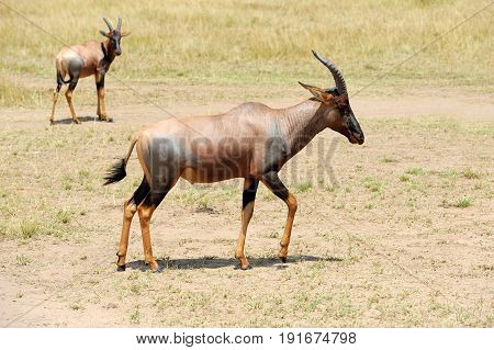 Topi Antelope (damaliscus Lunatus)