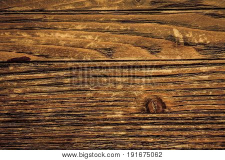 Tree background with erasable structure. Close-up photo