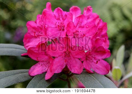 Rhododendron beautiful flower. Latvian University Rhododendron nursery 