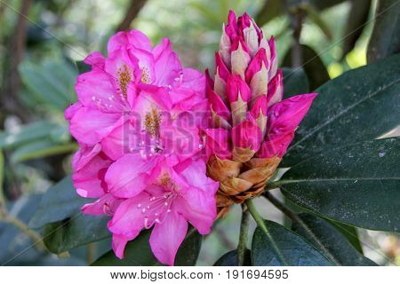 Rhododendron beautiful flower. Latvian University Rhododendron nursery 