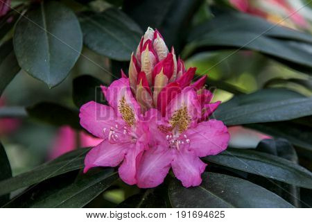 Rhododendron beautiful flower. Latvian University Rhododendron nursery 