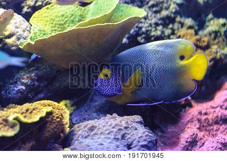 Blue Faced Angelfish Pomacanthus Xanthometopon
